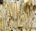 Spongipellis_pachyodon_bo7645