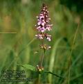 Stachys_palustris_8250