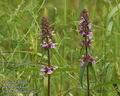 Stachys_palustris_a812