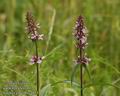 Stachys_palustris_a813