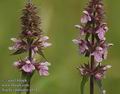 Stachys_palustris_a814