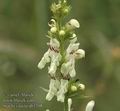 Stachys_recta_ab3208