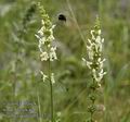 Stachys_recta_ab3217