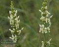 Stachys_recta_ab3243