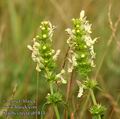 Stachys_recta_ab5814