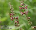 Stachys_sylvatica_a849