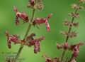 Stachys_sylvatica_a851