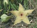 Stapelia_gigantea_ad3445