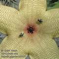 Stapelia_gigantea_ad3456