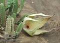 Stapelia_gigantea_db7068