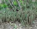 Stapelia_gigantea_db7069