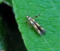 Stathmopoda_pedella_hy1086