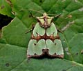 Staurophora_celsia_jf7600s