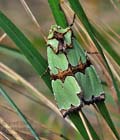 Staurophora_celsia_jf8072