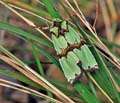 Staurophora_celsia_jf8084