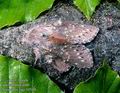 Stauropus_fagi_10514