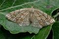 Stegania_dilectaria_j6756s