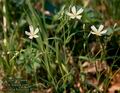 Stellaria_holostea_8234