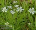 Stellaria_holostea_aa8592