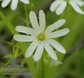 Stellaria_holostea_aa8605