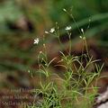 Stellaria_longifolia_al7121