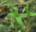 Stellaria_palustris_ab2067