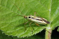 Stenotus_binotatus_a884