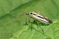 Stenotus_binotatus_a886