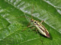 Stenotus_binotatus_a887