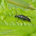 Stenurella_nigra_bc4727