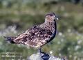 Stercorarius_skua_6097