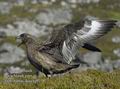 Stercorarius_skua_ea9138