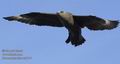 Stercorarius_skua_ea9174