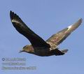 Stercorarius_skua_ea9190