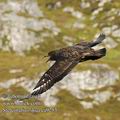 Stercorarius_skua_ea9253