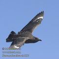 Stercorarius_skua_eb1097