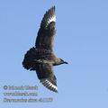 Stercorarius_skua_eb1157