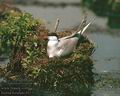 Sterna_hirundo_4515