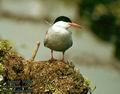 Sterna_hirundo_8001