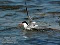 Sterna_hirundo_d305