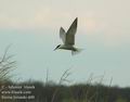 Sterna_hirundo_d40