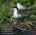 Sterna_hirundo_da5517