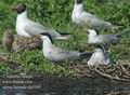 Sterna_hirundo_da5545