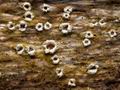 Stictis_radiata_ch0205s