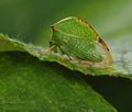 Stictocephala_bisonia_hy7683