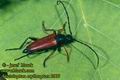 Stictoleptura_erythroptera_2007