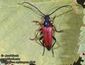 Stictoleptura_erythroptera_6140