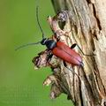 Stictoleptura_erythroptera_bc8008