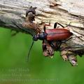 Stictoleptura_erythroptera_bc8014