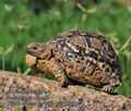 Stigmochelys_pardalisi_pa2127579